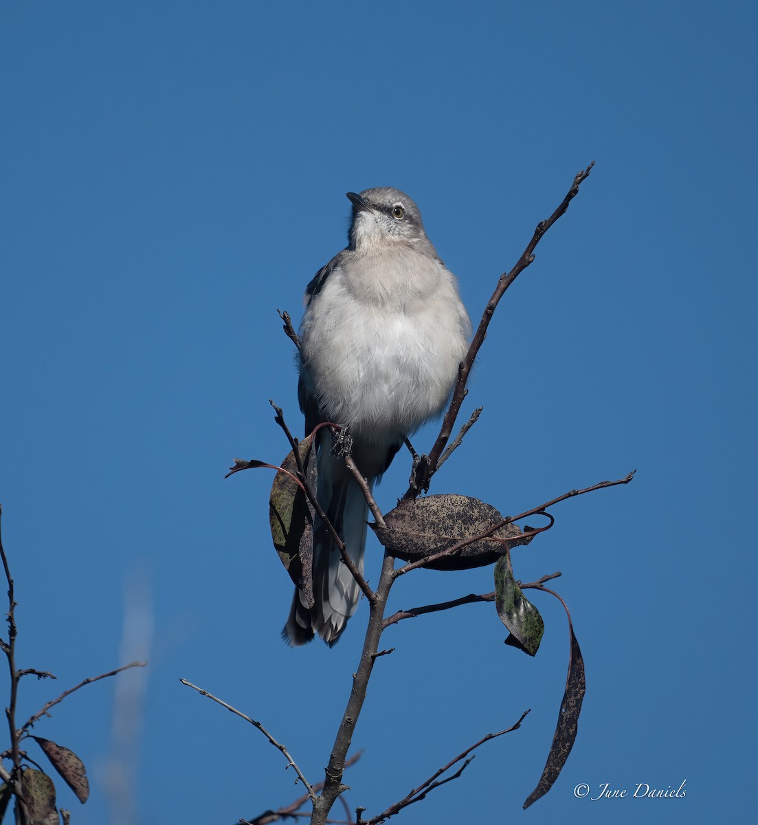 Northern Mockingbird - ML641920917