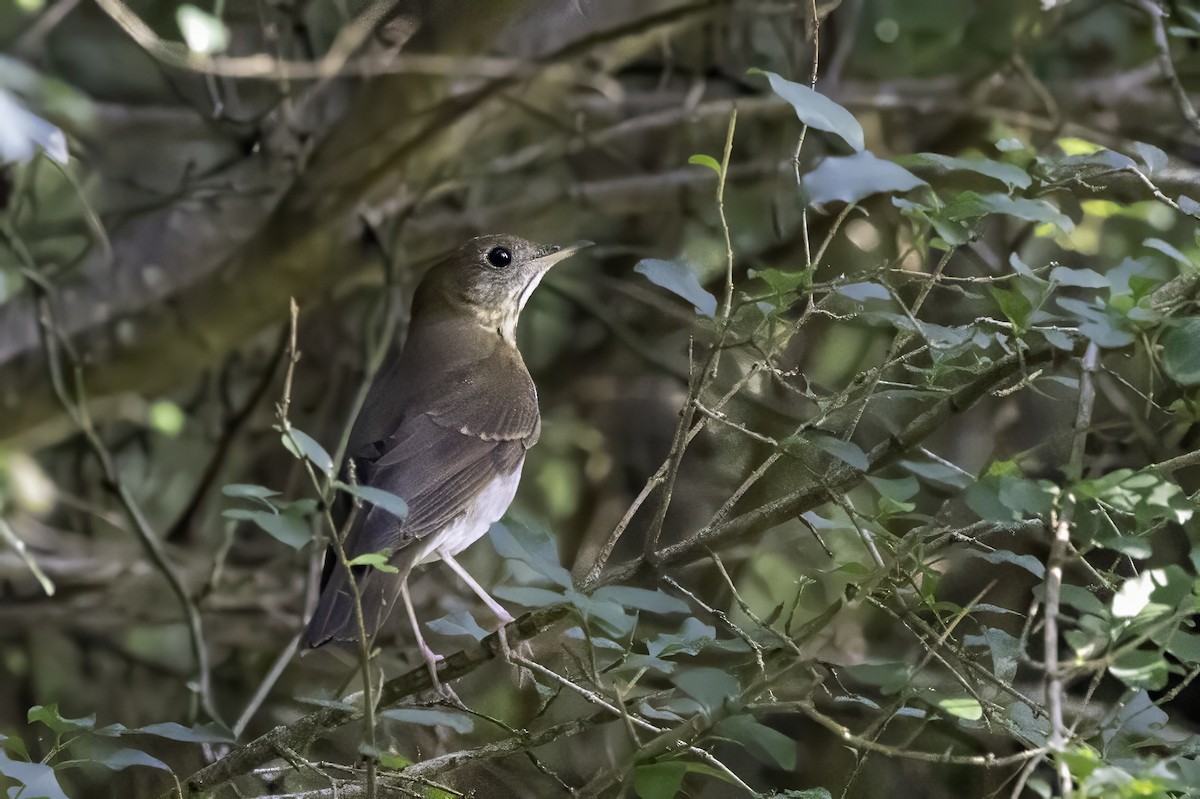 Veery - ML641920920
