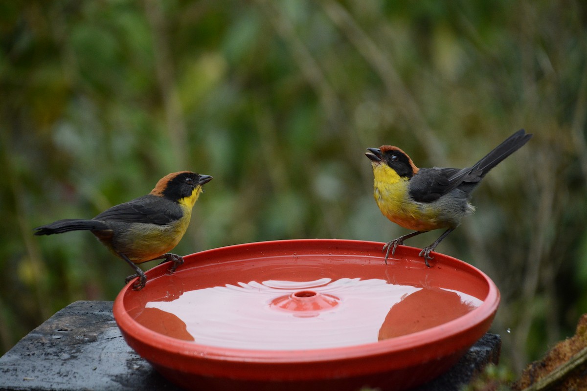 Yellow-breasted Brushfinch - ML641920926