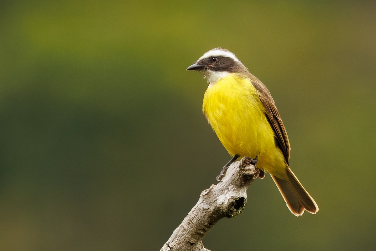 Social Flycatcher - ML641920934