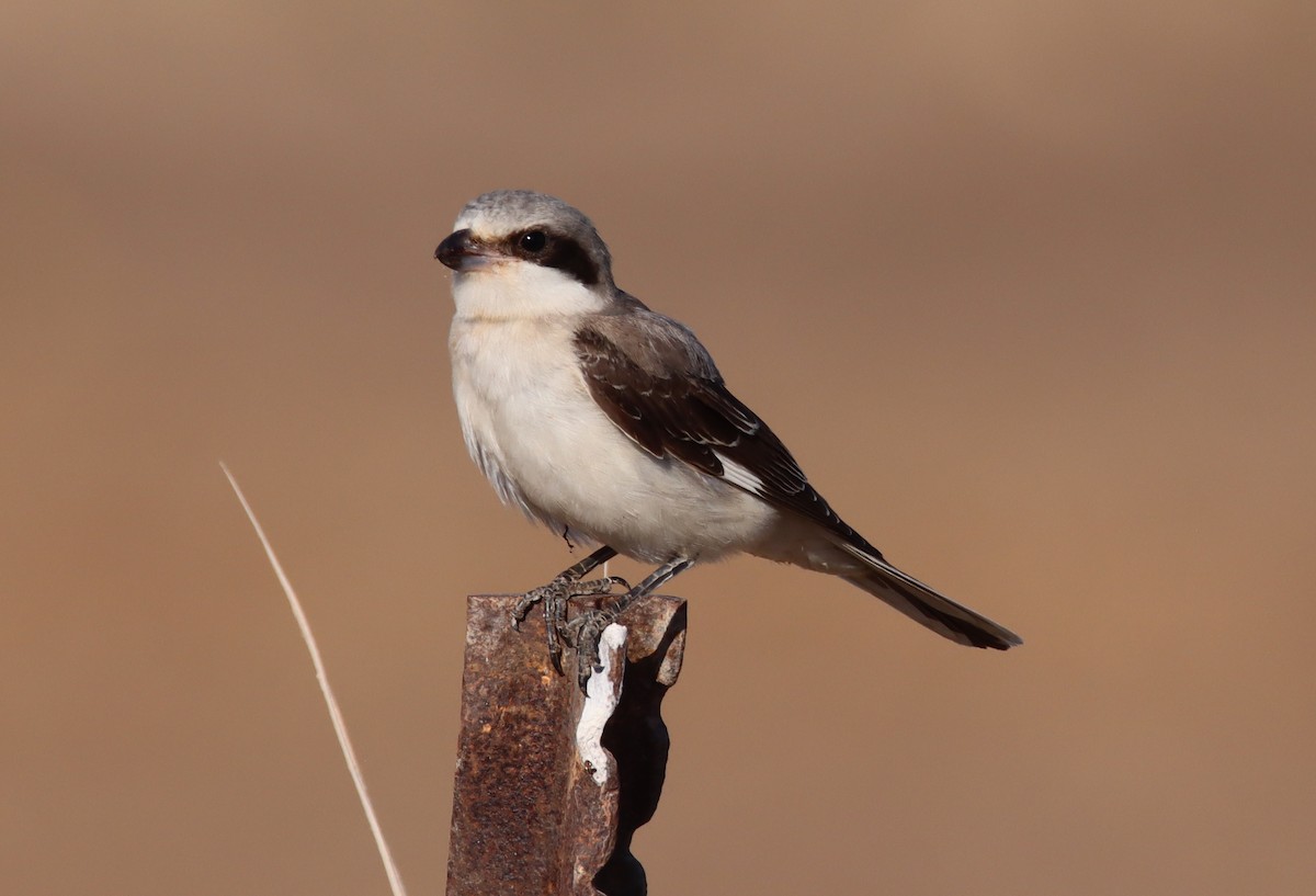 Lesser Gray Shrike - ML641921035