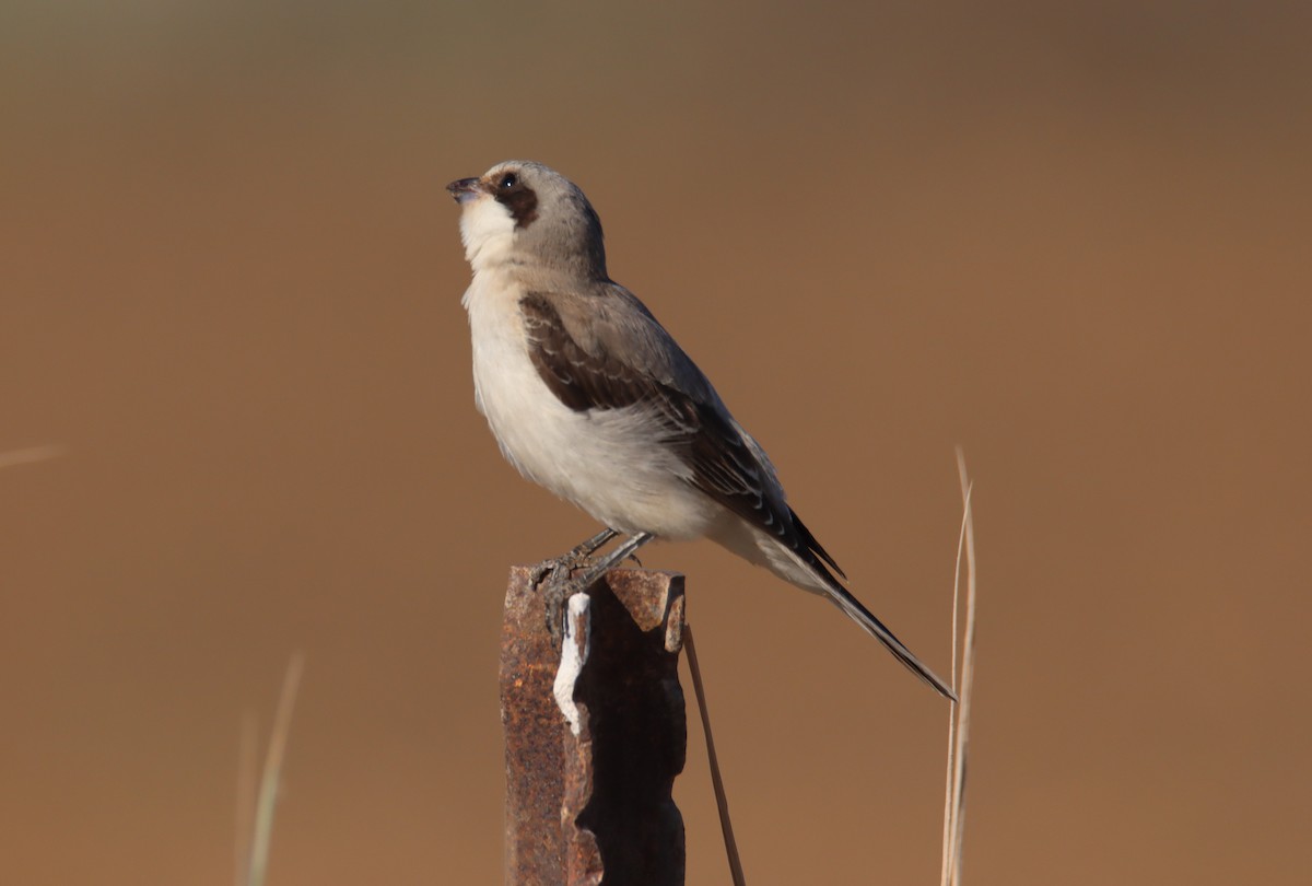Lesser Gray Shrike - ML641921036