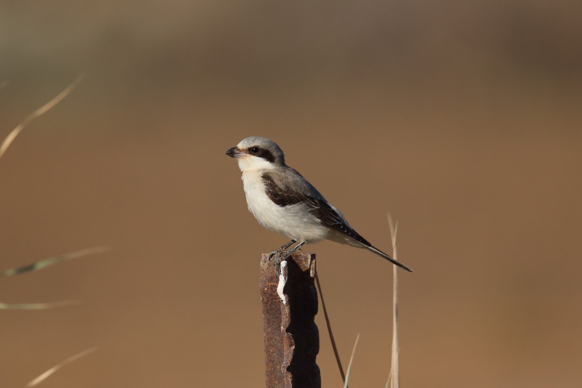 Lesser Gray Shrike - ML641921037