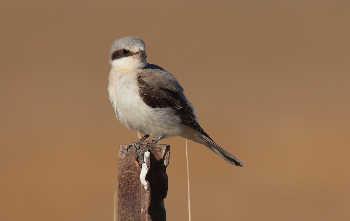 Lesser Gray Shrike - ML641921039