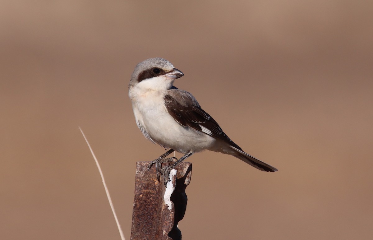 Lesser Gray Shrike - ML641921040