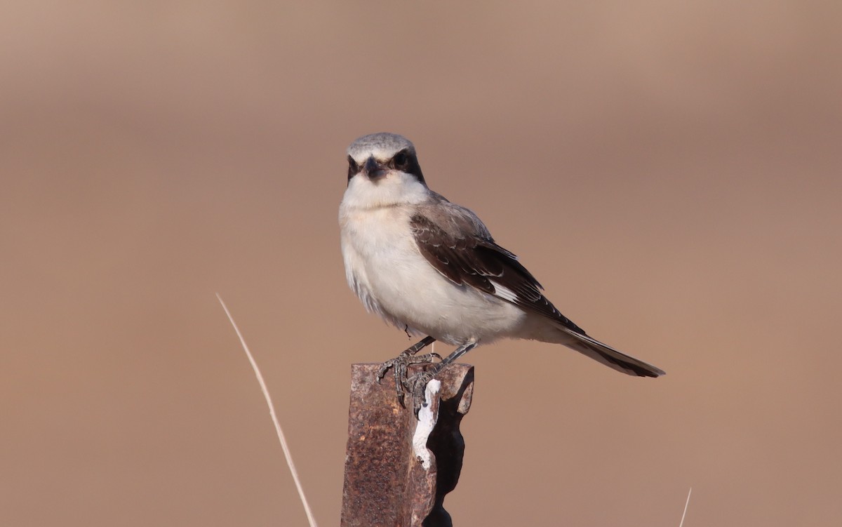 Lesser Gray Shrike - ML641921041