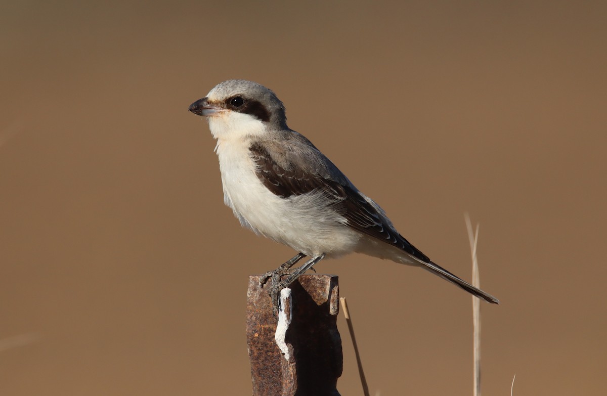 Lesser Gray Shrike - ML641921042