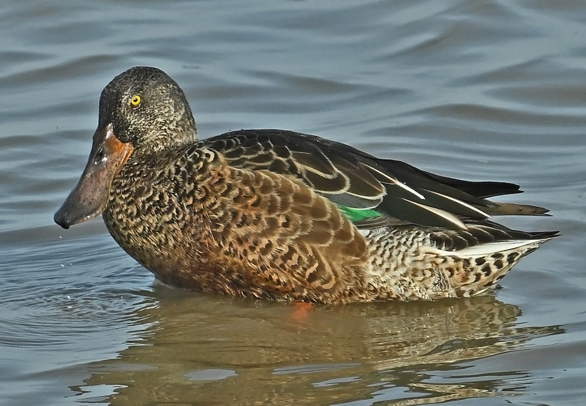 Cuchara Común - ML641921043