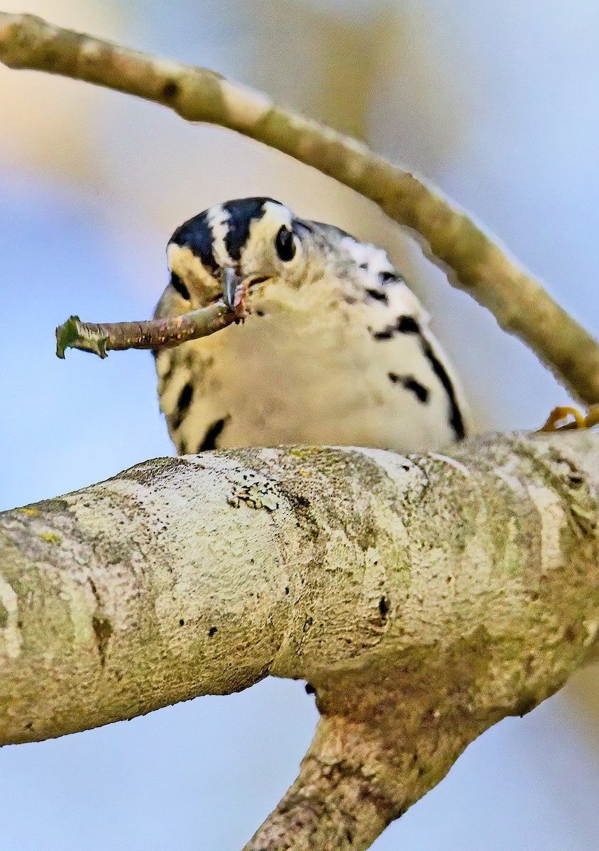 Black-and-white Warbler - ML641921051