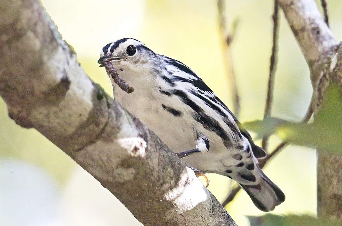 Black-and-white Warbler - ML641921052