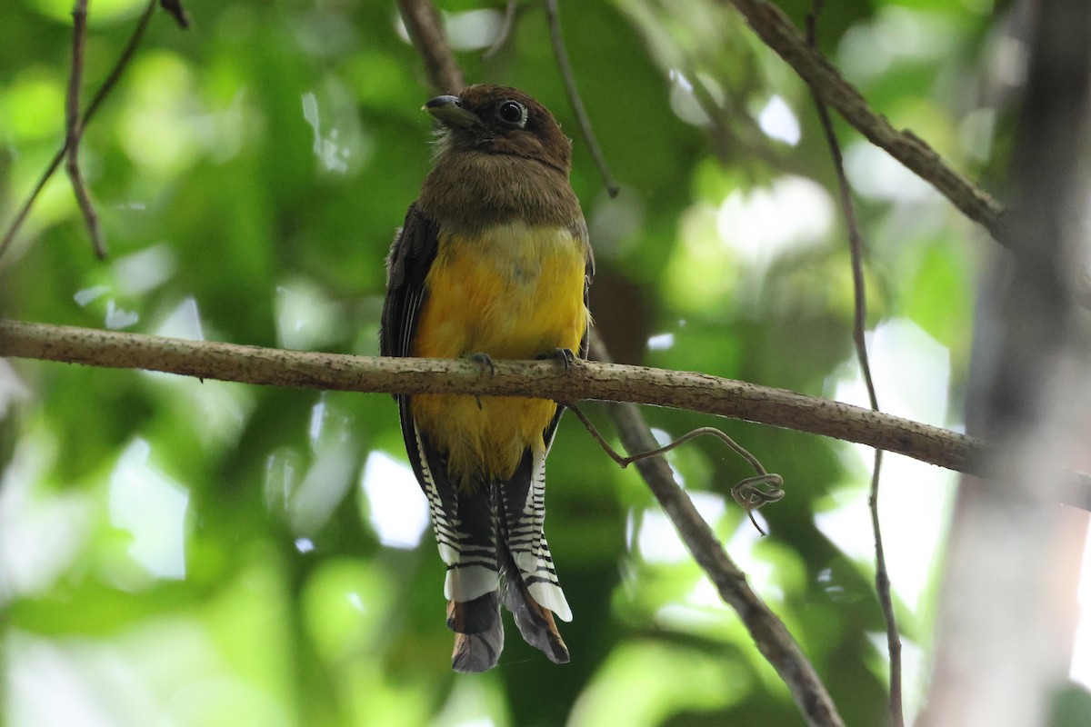 Trogon de Cabanis - ML641921070