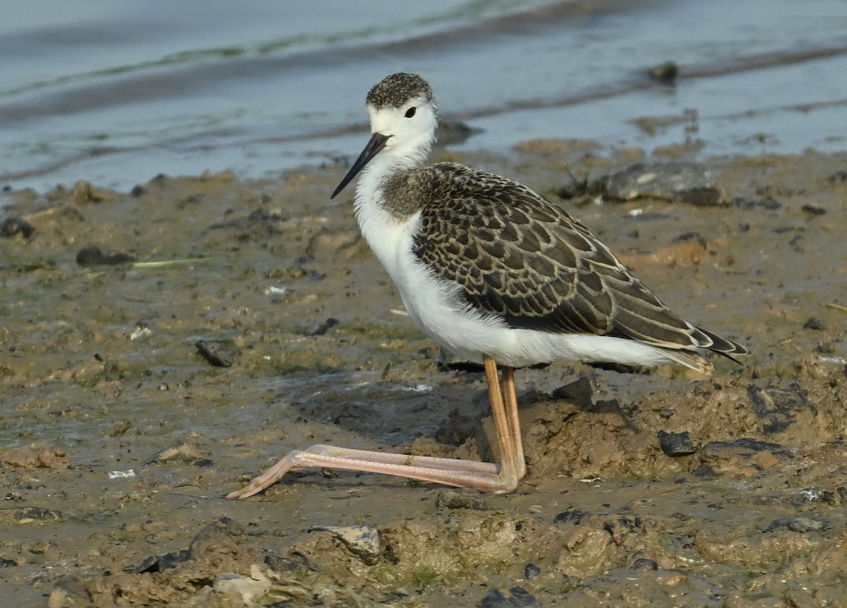 Black-winged Stilt - ML641921071