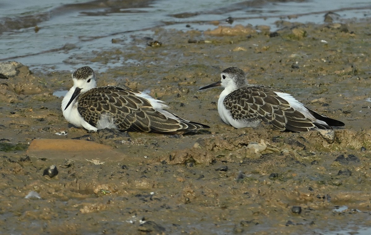 Black-winged Stilt - ML641921072