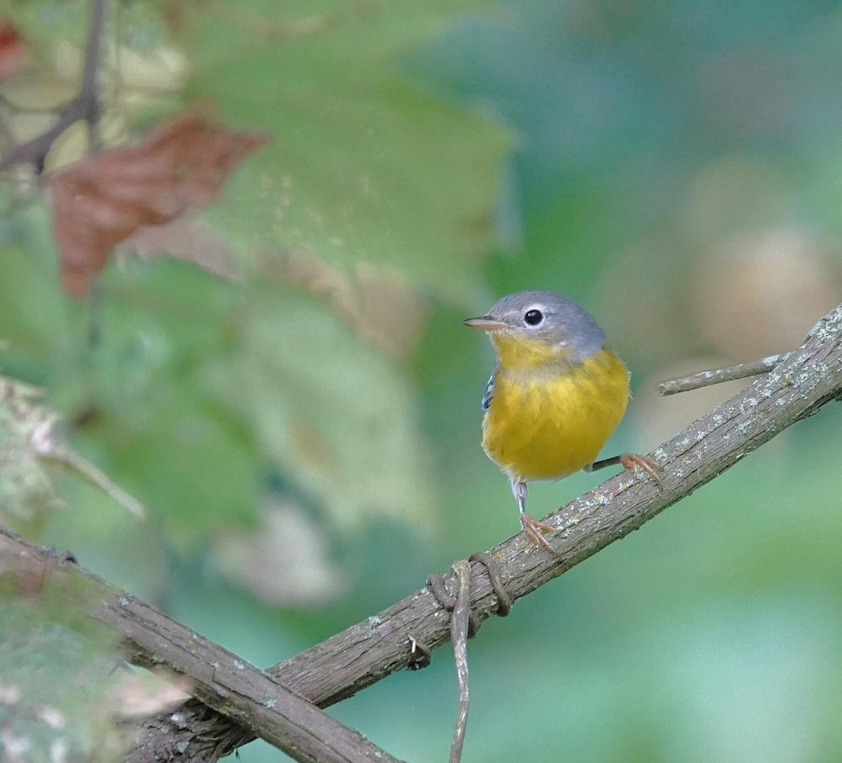 Magnolia Warbler - ML641921075