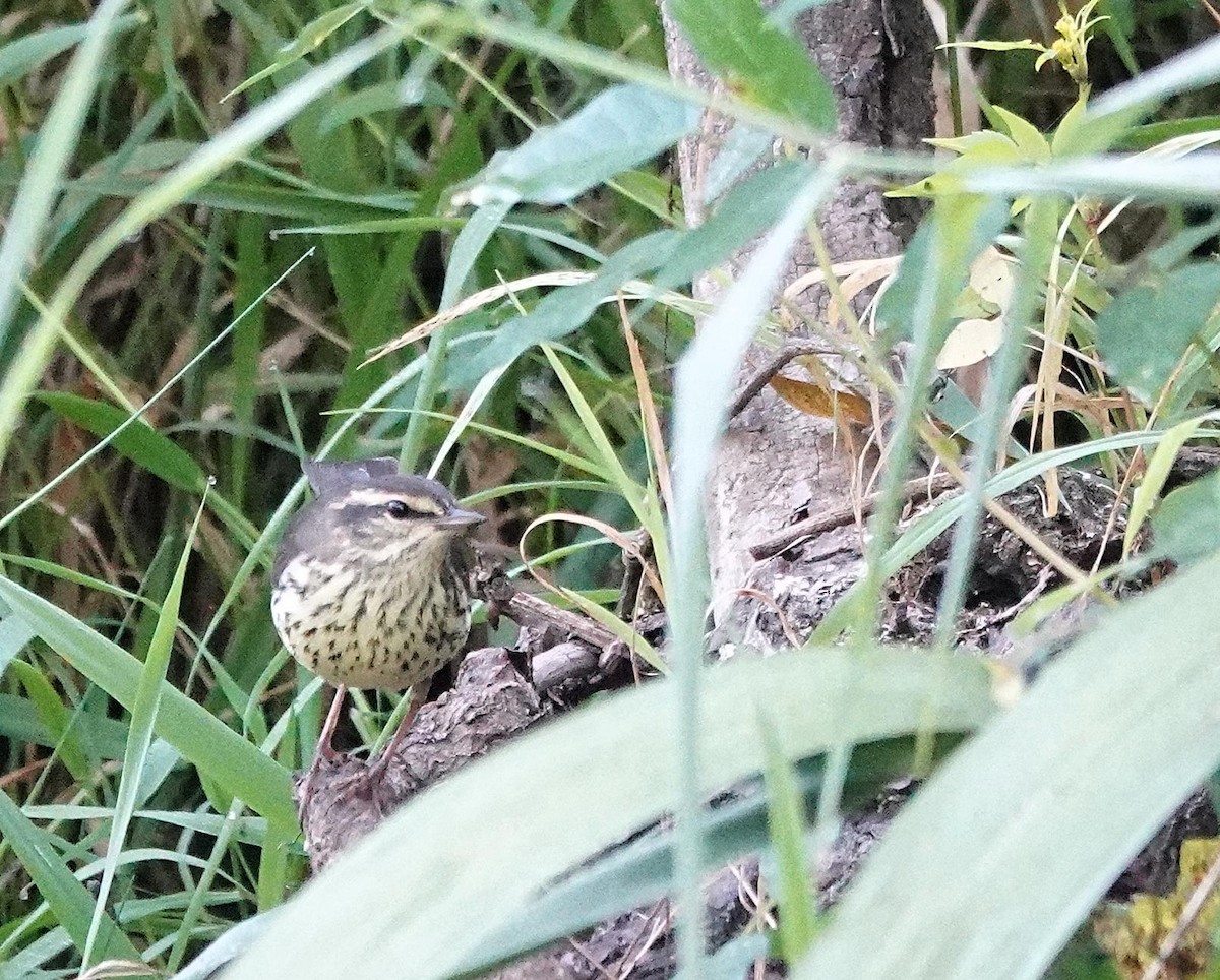 Northern Waterthrush - ML641921085