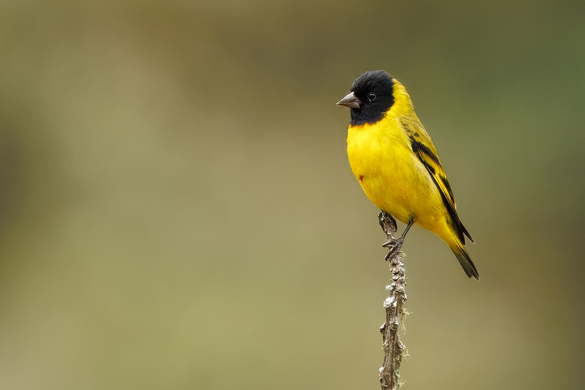 Hooded Siskin - ML641921102