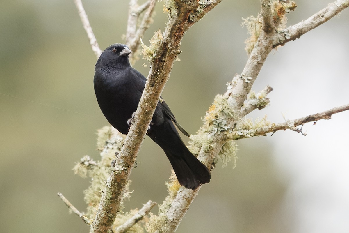 Screaming Cowbird - ML641921121