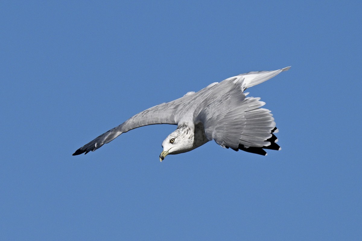 Ring-billed Gull - ML641921143