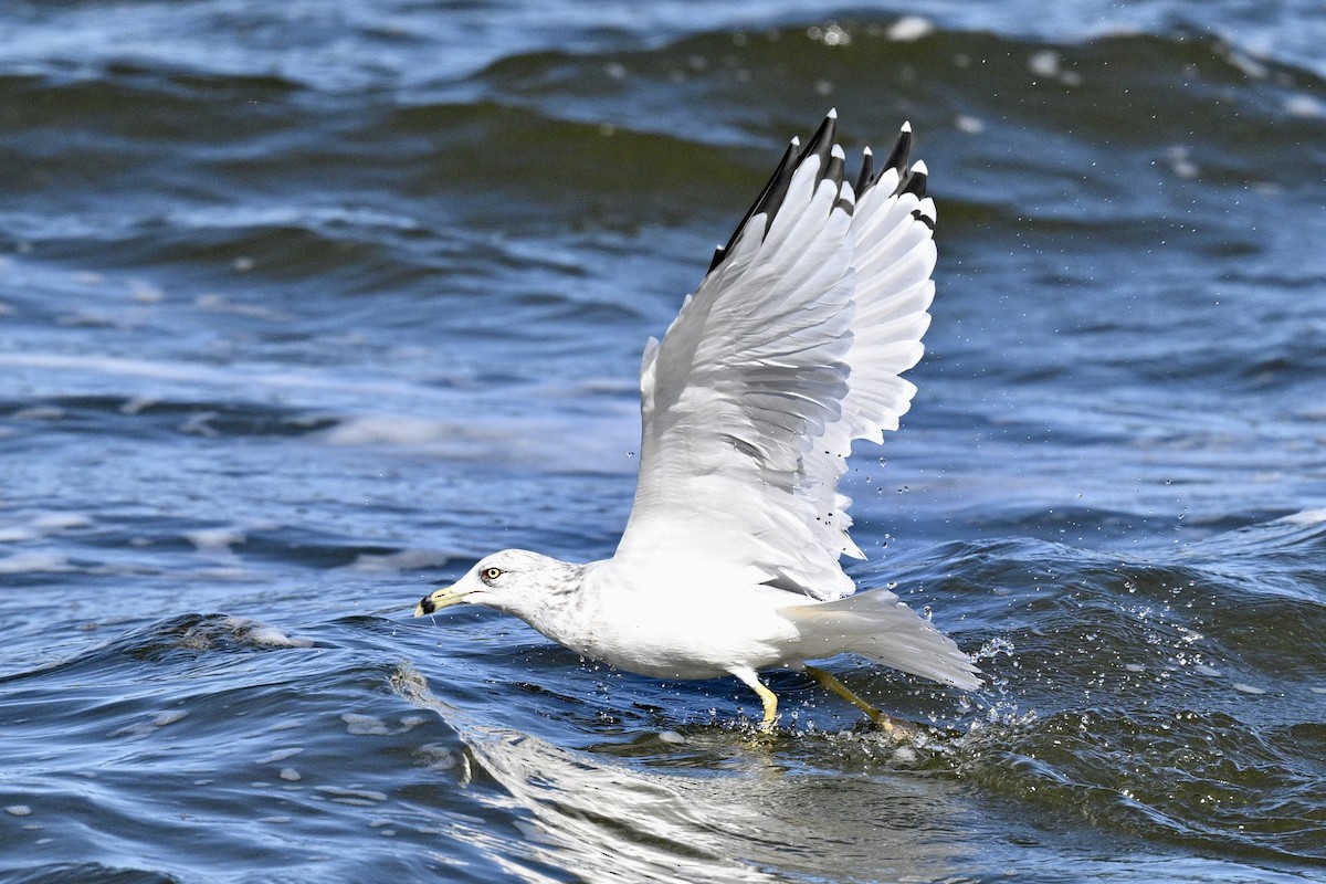 Ring-billed Gull - ML641921144