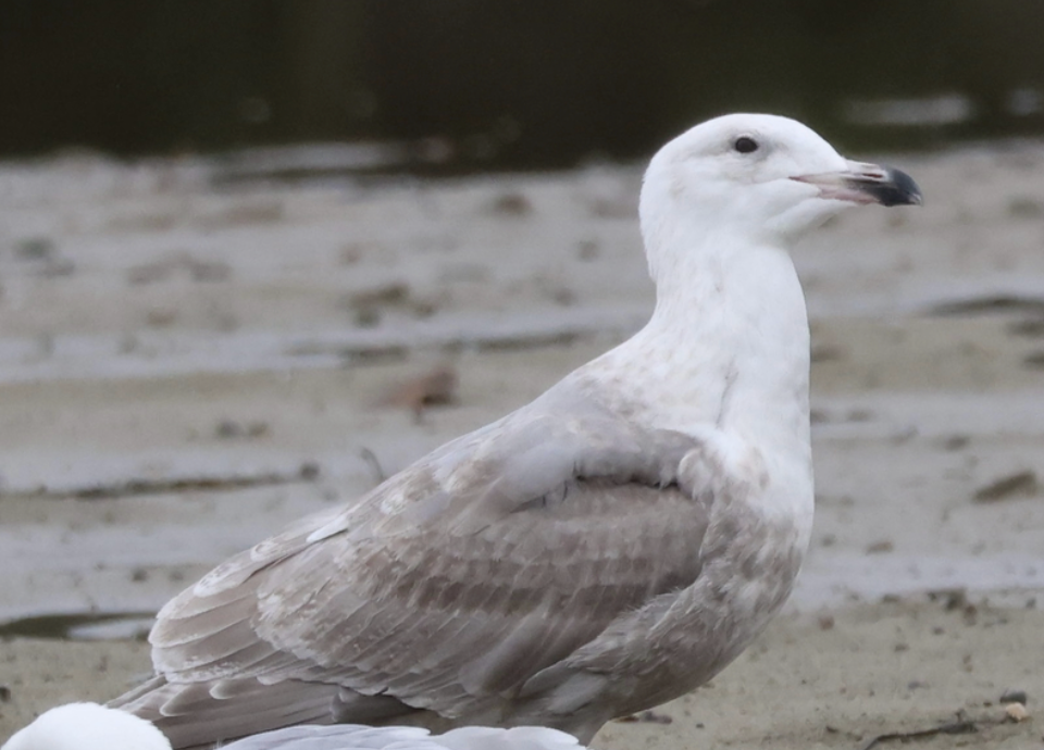 Glaucous-winged Gull - ML641921157