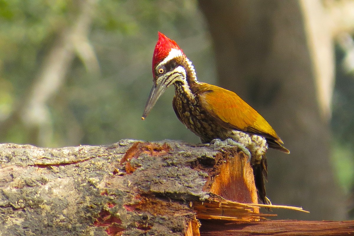 Greater Flameback - ML641921160