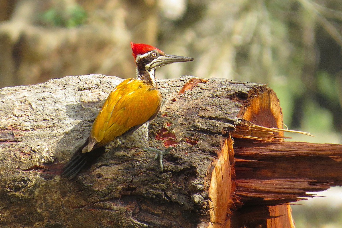 Greater Flameback - ML641921161