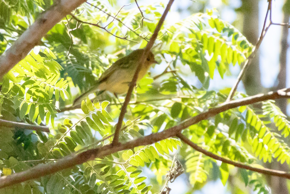 Ochre-lored Flatbill - ML641921167