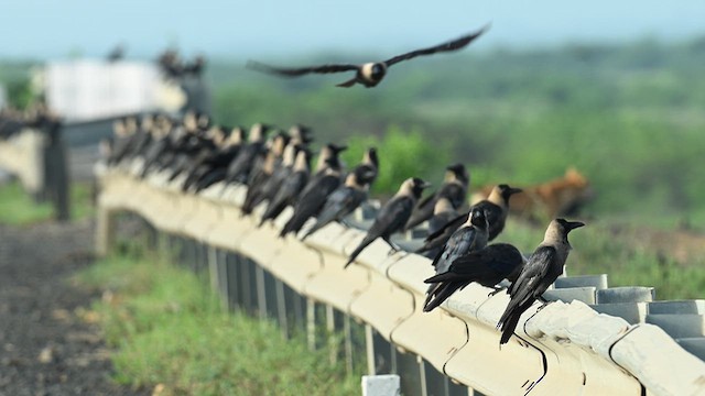 House Crow - ML641921171