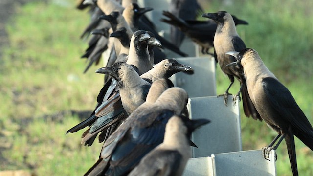 House Crow - ML641921189