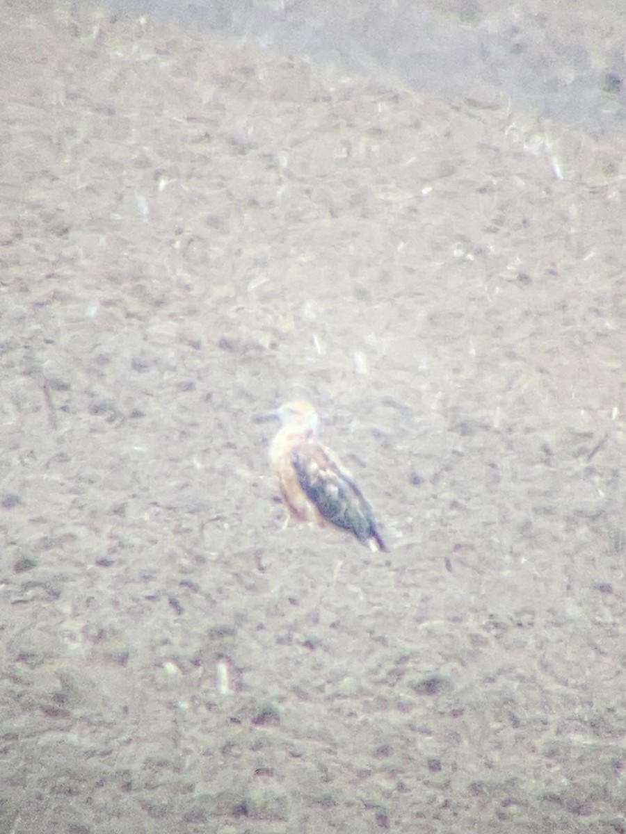 Long-legged Buzzard - ML641921194