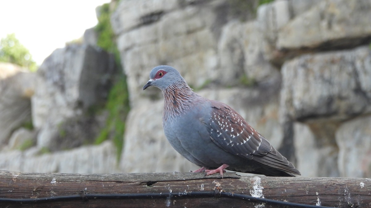 Speckled Pigeon - ML641921214