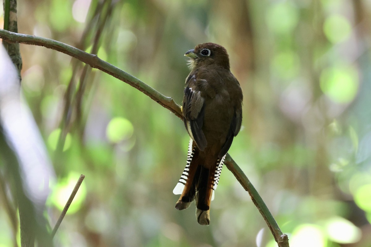 Trogon de Cabanis - ML641921305