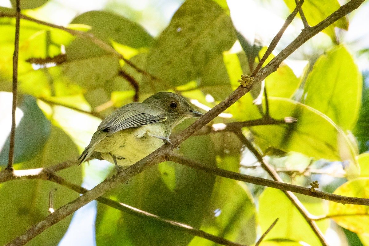 Pale-bellied Tyrant-Manakin - ML641921315