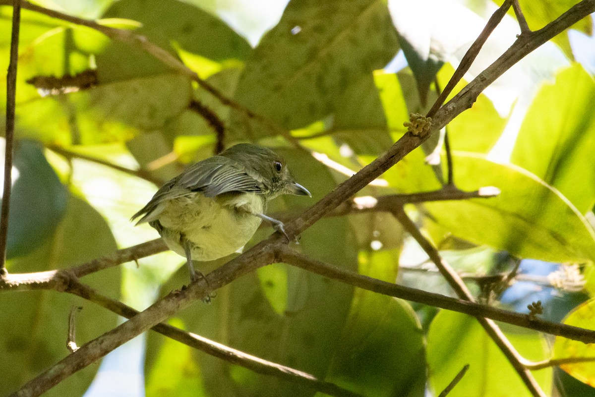 Pale-bellied Tyrant-Manakin - ML641921316