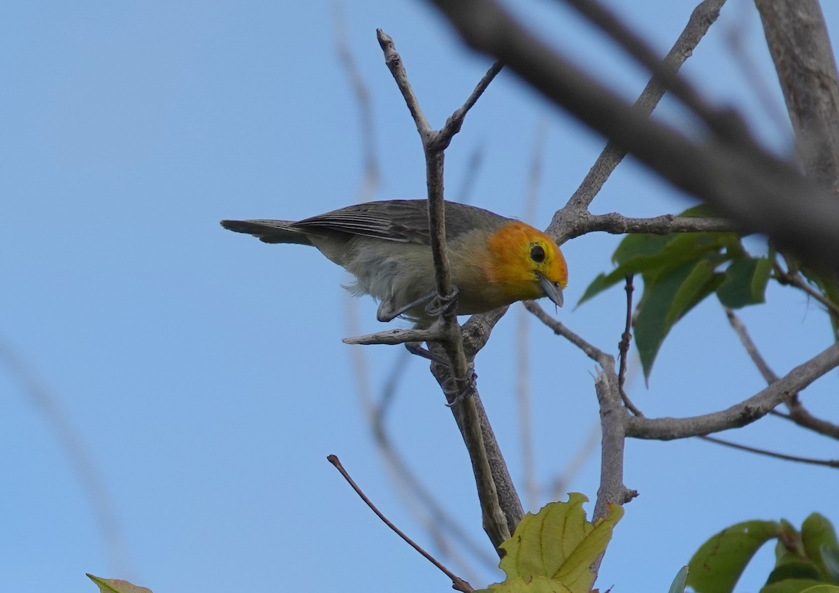 Orange-headed Tanager - ML641921322