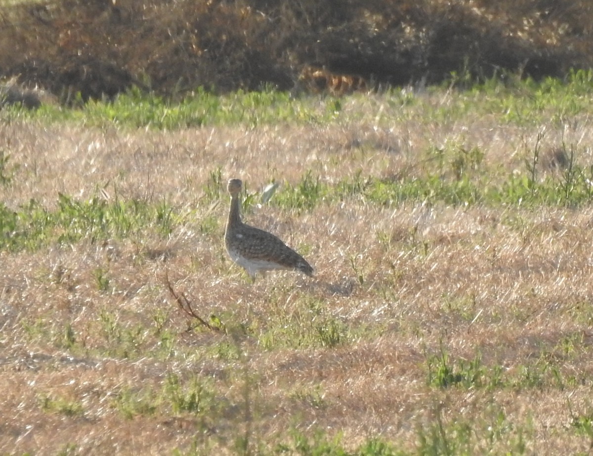 Little Bustard - ML641921326