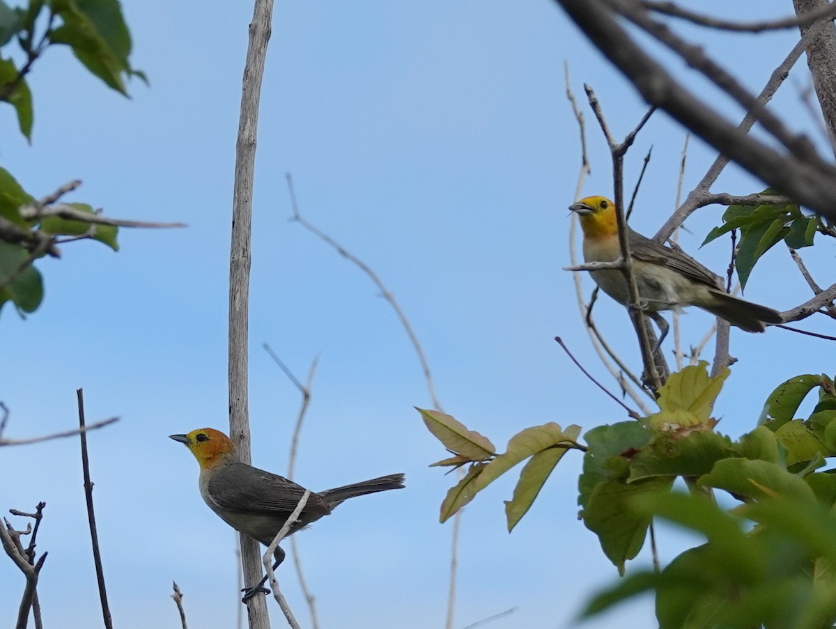 Orange-headed Tanager - ML641921333