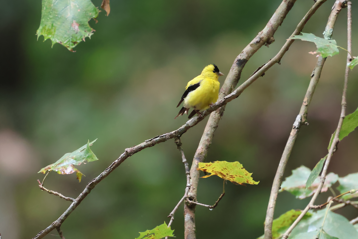 American Goldfinch - ML641921334