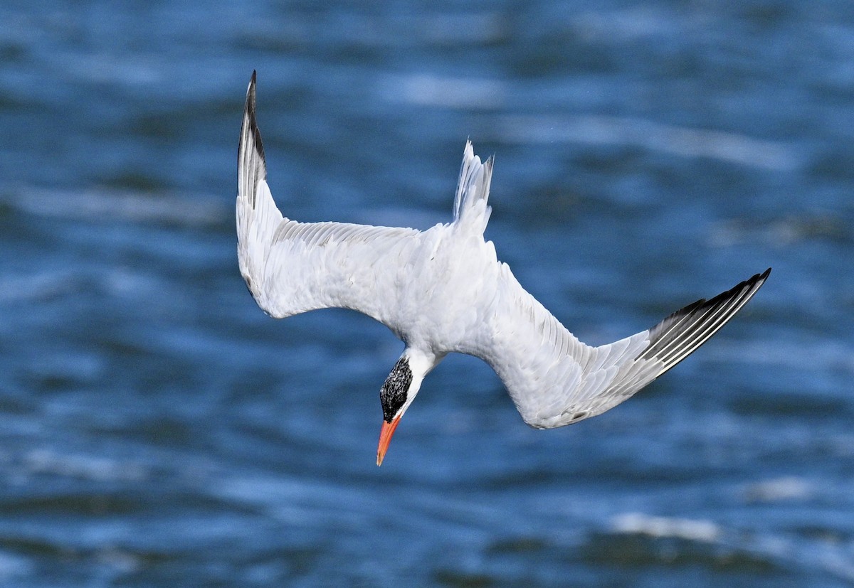 Caspian Tern - ML641921350