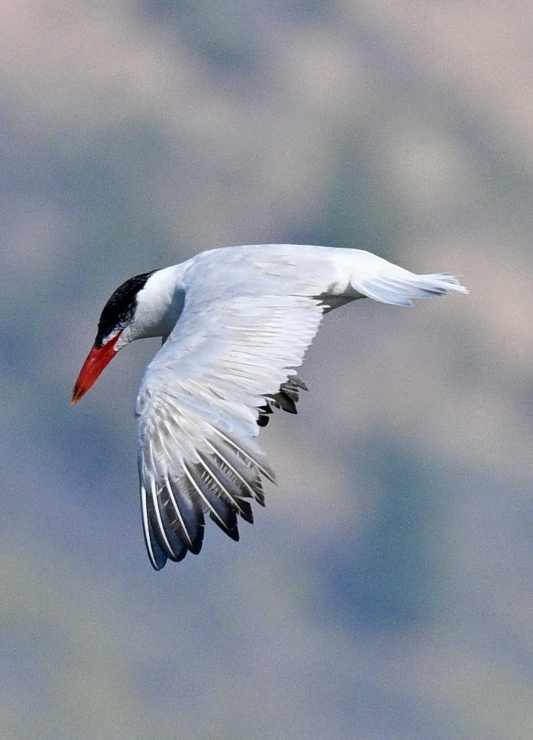 Caspian Tern - ML641921351