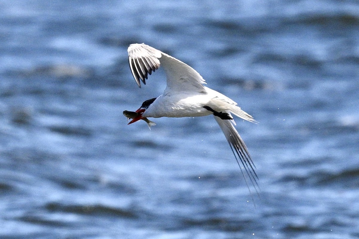 Caspian Tern - ML641921352