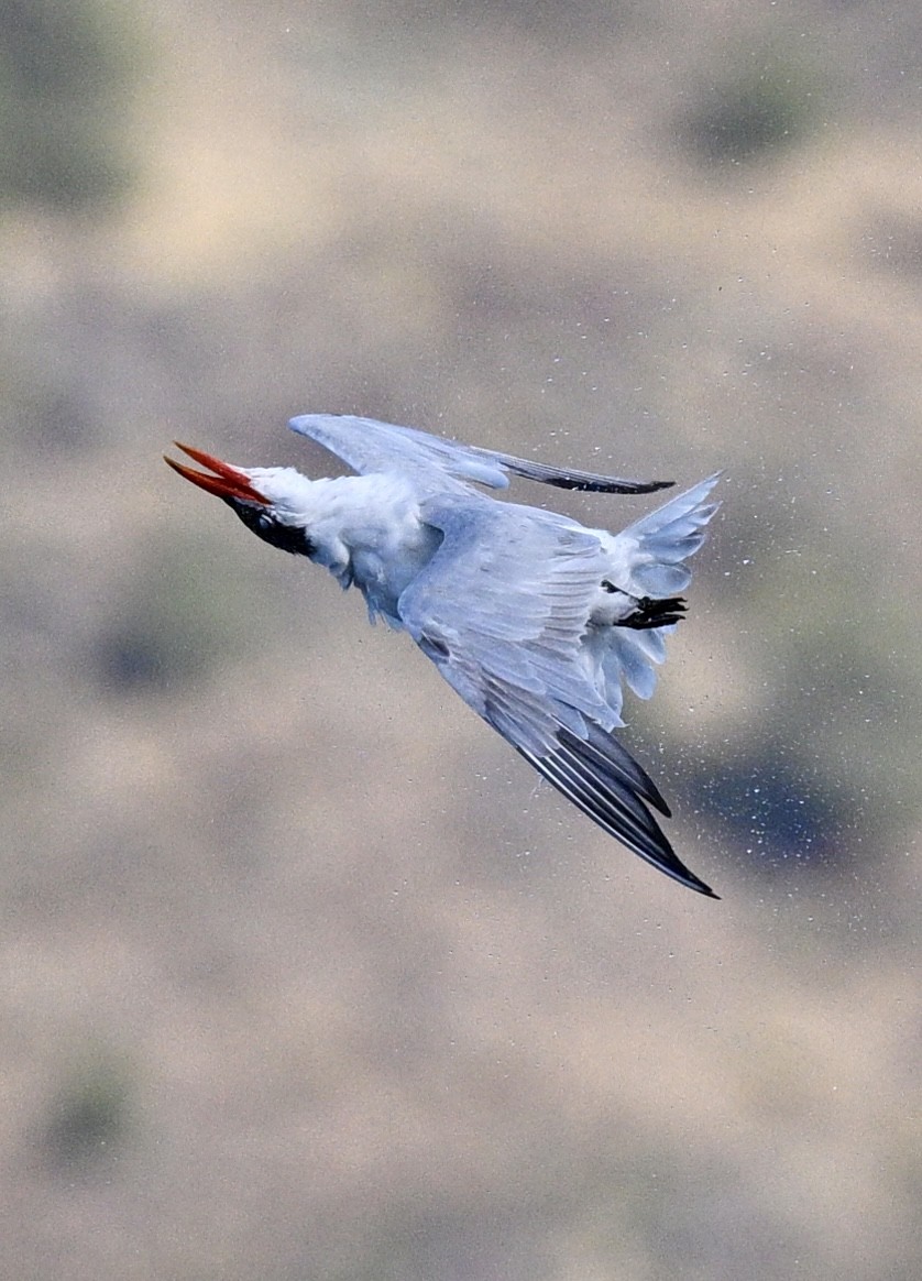 Caspian Tern - ML641921353