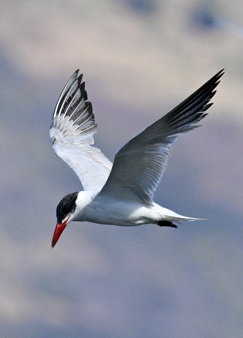 Caspian Tern - ML641921354
