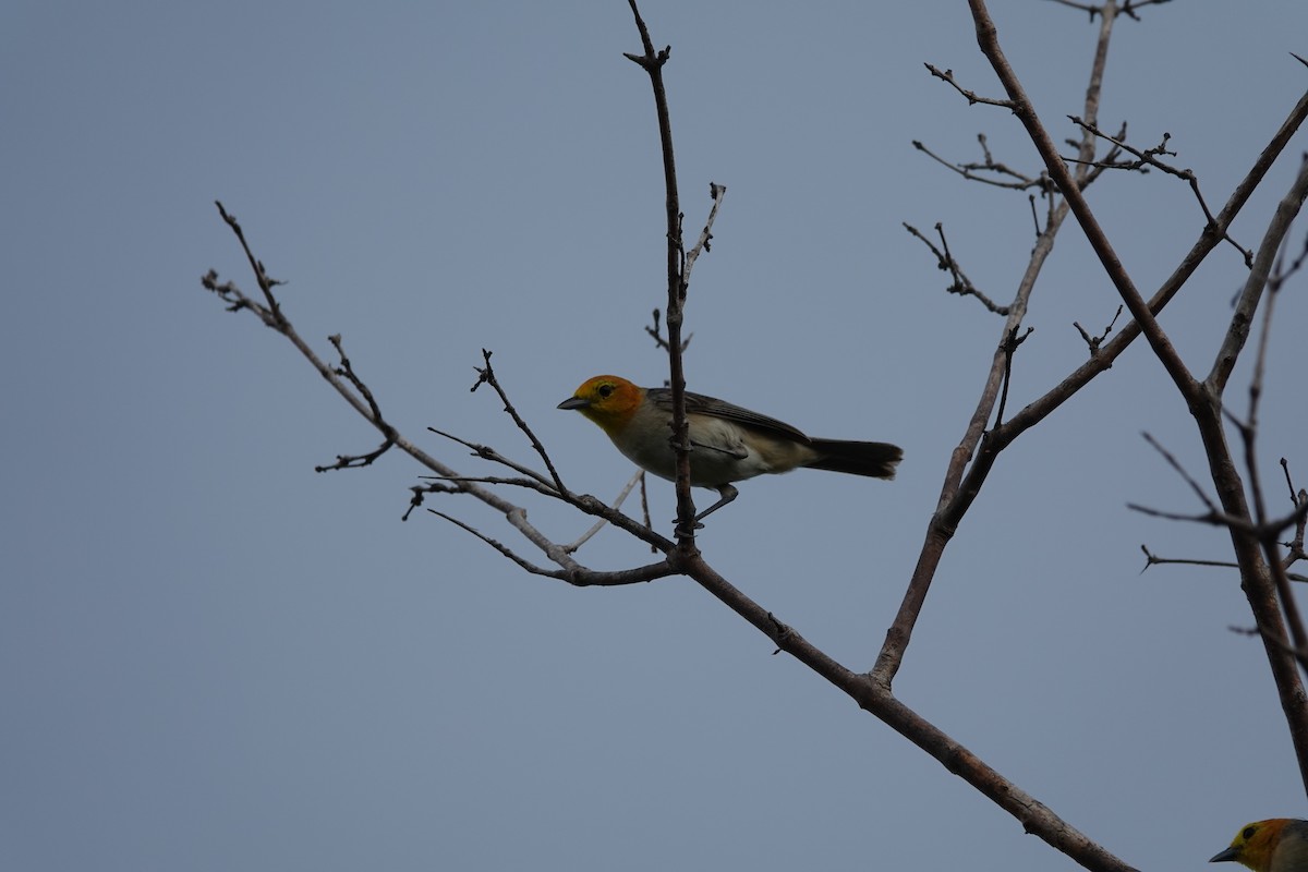 Orange-headed Tanager - ML641921362
