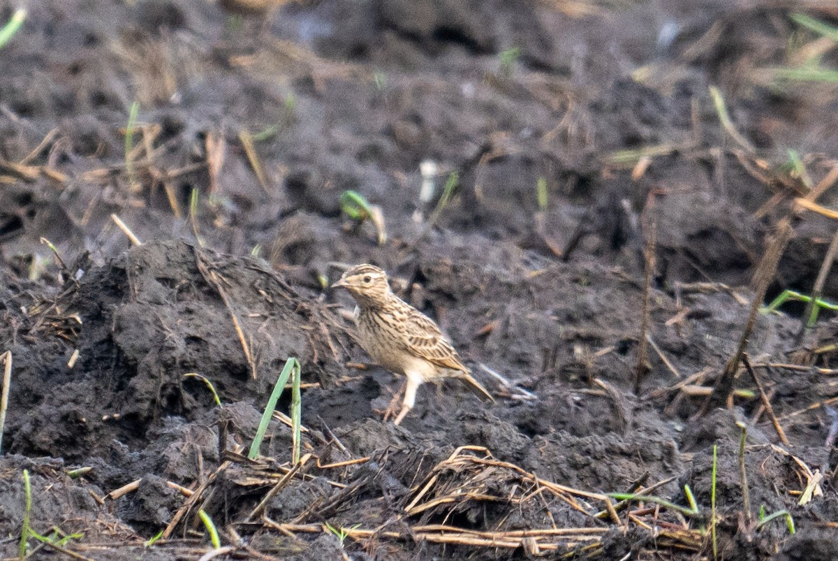 Oriental Skylark - ML641921365