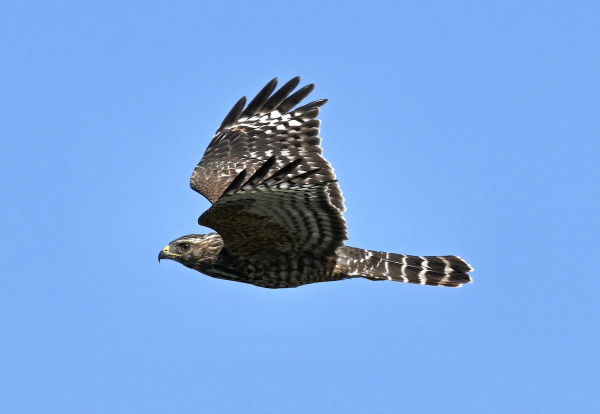 Red-shouldered Hawk - ML641921395