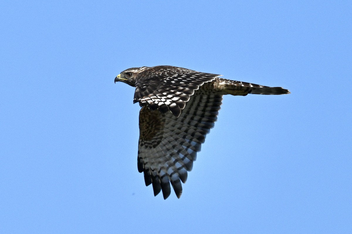 Red-shouldered Hawk - ML641921396