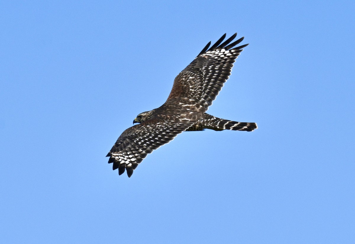 Red-shouldered Hawk - ML641921397