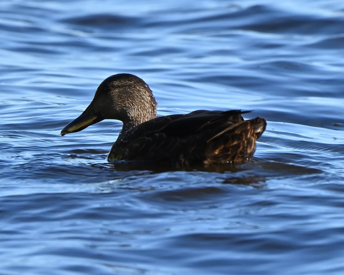 American Black Duck - ML641921399
