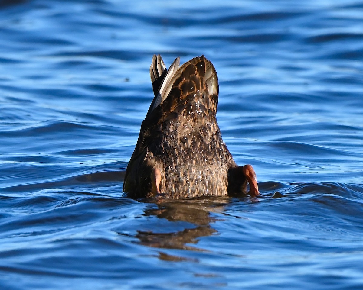 American Black Duck - ML641921400